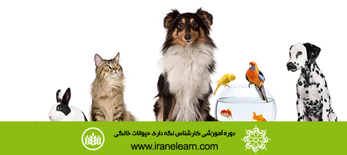 دوره آموزشی کارشناس نگه داری حیوانات خانگی   Expert of keeping pets E-learningB