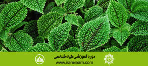 دوره آموزشی گیاه شناسی phytology E-learningA