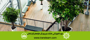 دوره آموزشی کشت و پرورش گیاهان آپارتمانی Cultivating and Growing up Apartment Plants E-learningA