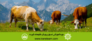 دوره آموزشی اصول پرورش گاوهای شیرده  Principles of Growing up lactating Cows E-learningB