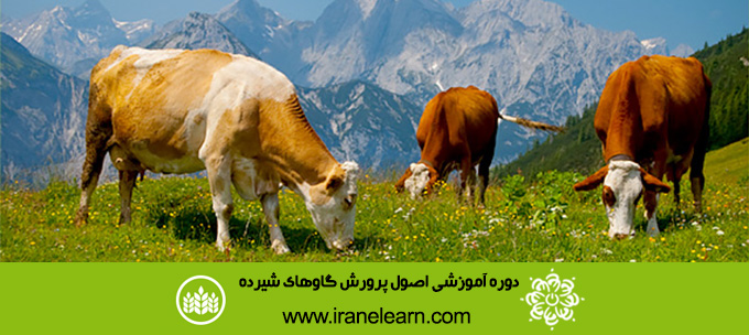 دوره آموزشی اصول پرورش گاوهای شیرده  Principles of Growing up lactating Cows E-learningB