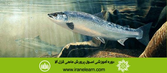 دوره آموزشی اصول پرورش ماهی قزل آلا  principles of rearing Salmon E-learning