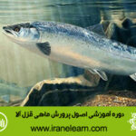 دوره آموزشی اصول پرورش ماهی قزل آلا  principles of rearing Salmon E-learning