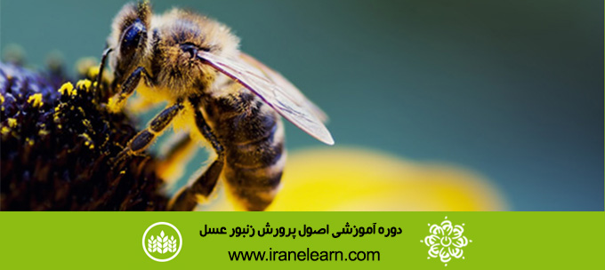 دوره آموزشی اصول پرورش زنبور عسل Principles of Beekeeping E-learningB