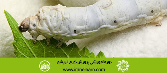 دوره آموزشی پرورش کرم ابریشم Breeding silkworm E-learning