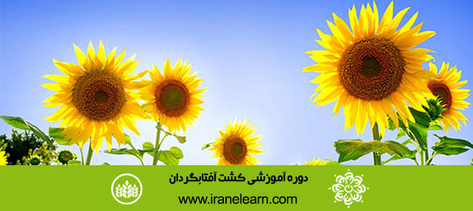 دوره آموزشی کشت آفتابگردان  Sunflower Cultivation E-learning