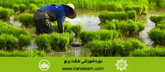 دوره آموزشی کشت برنج Rice Cultivation E-learning