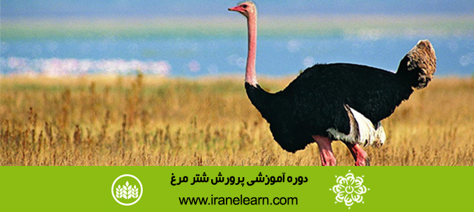 دوره آموزشی پرورش شتر مرغ Breeding Ostrich E-learning