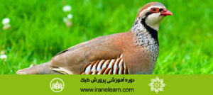 دوره آموزشی پرورش کبک Breeding Quebec E-learning