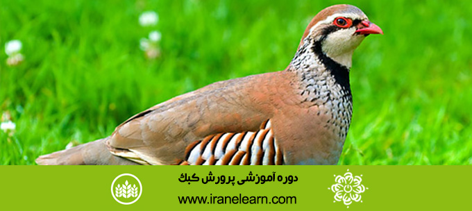 دوره آموزشی پرورش کبک Breeding Quebec E-learning