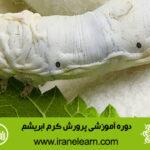 دوره آموزشی پرورش کرم ابریشم Breeding silkworm E-learning