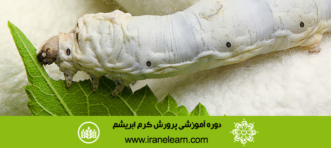 دوره آموزشی پرورش کرم ابریشم Breeding silkworm E-learning
