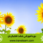 دوره آموزشی کشت آفتابگردان  Sunflower Cultivation E-learning