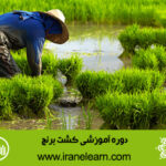 دوره آموزشی کشت برنج Rice Cultivation E-learning