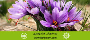 دوره آموزشی کشت زعفران Saffron Growing E-learningB