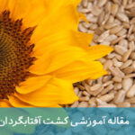 کشت آفتابگردان