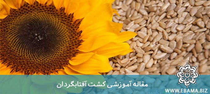 کشت آفتابگردان