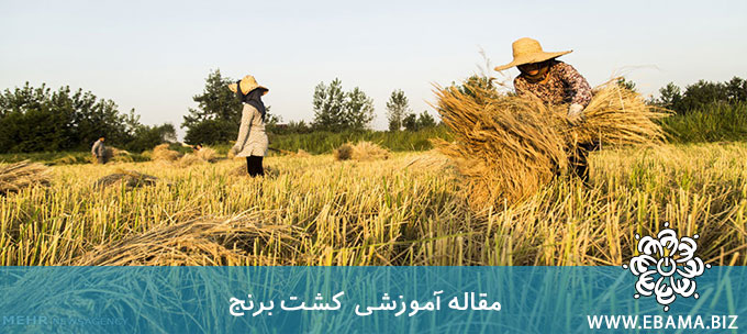 شیوه تولید برنج