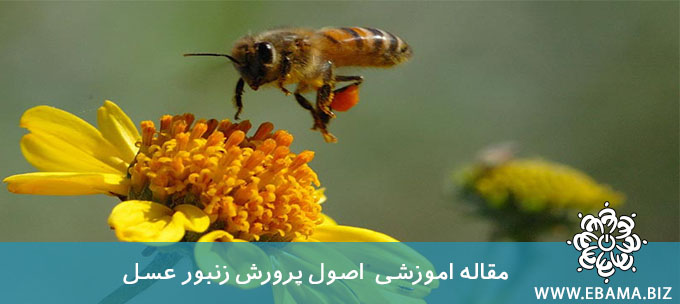 اصول پرورش زنبور عسل