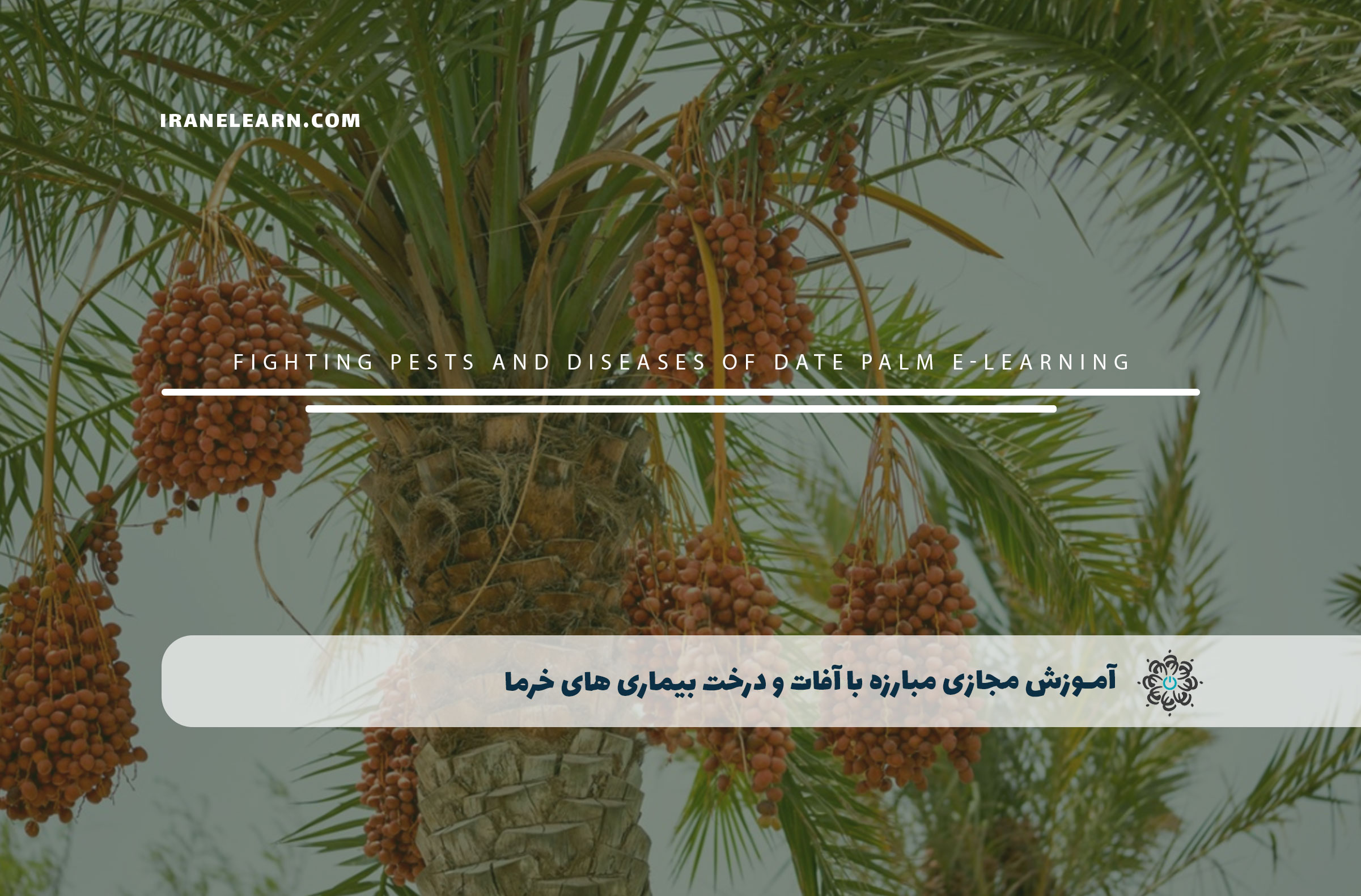 مبارزه با آفات و درخت بیماری های خرما