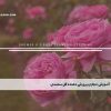 آموزش مجازی پرورش دهنده گل محمدی