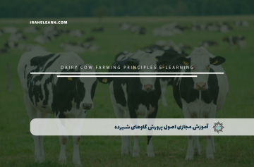 آموزش مجازی اصول پرورش گاوهای شیرده